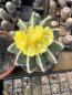 Preview: Parodia magnificus